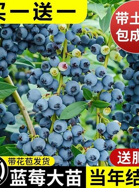 买一送一蓝莓树果苗盆栽大苗阳台水果树苗南北方庭院种植大果蓝丰