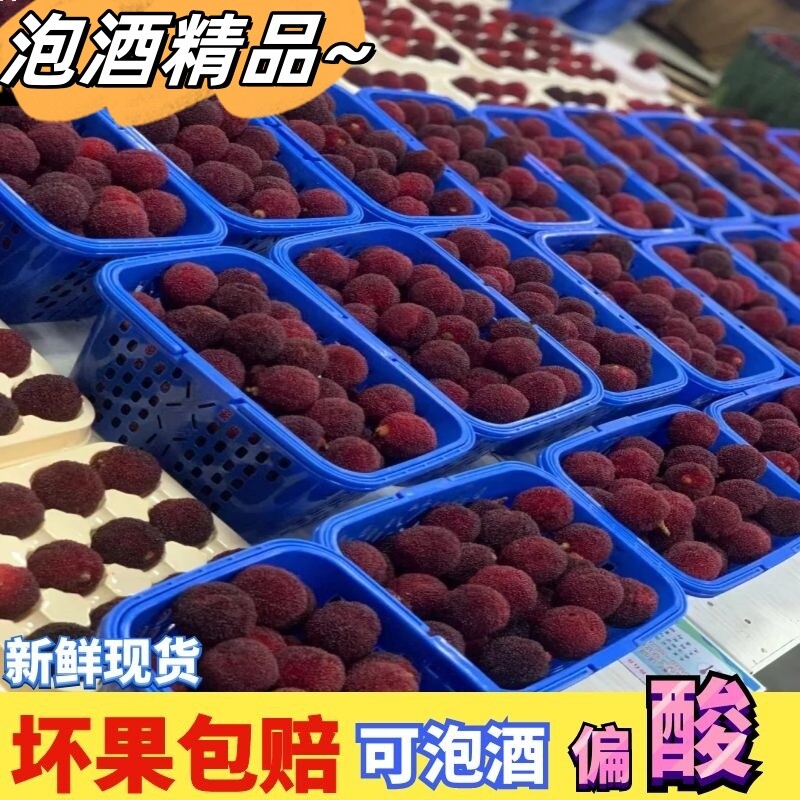 新鲜现摘现发福建浮宫杨梅新鲜杨梅早梅硬丝孕妇水果当季采摘泡酒