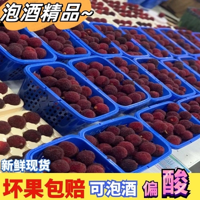 新鲜现摘现发福建浮宫杨梅新鲜杨梅早梅硬丝孕妇水果当季采摘泡酒