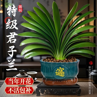 君子兰盆栽带花苞绿植花卉