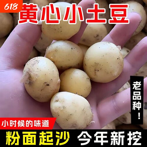 现挖湖北恩施小土豆整箱洋芋