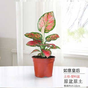 如意皇后吉利红盆栽办公室内吸甲醛小绿植水培植物好养易成活