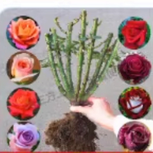 正宗玫瑰花苗大花月季 花苗大花老桩庭院花卉浓香型老根阳台庭院