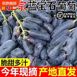 顺丰蓝宝石葡萄无籽提子新鲜当季水果黑加仑孕妇小孩美人现摘精品