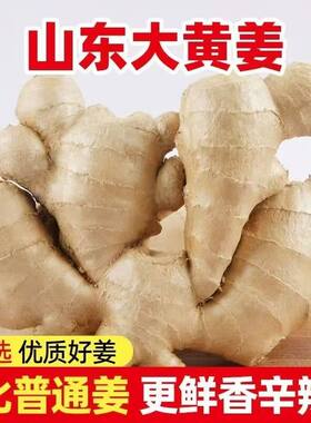 山东生姜老姜健康水洗新鲜大姜无泥风干纯正黄姜母原生态自提优质