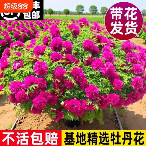 牡丹花苗盆栽洛阳正宗大苗花种老桩庭院花卉重瓣室内外牡丹花树苗