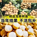 种植地栽当年结果 龙眼树苖嫁接盆栽水果树苗储良桂圆石硖南方四季