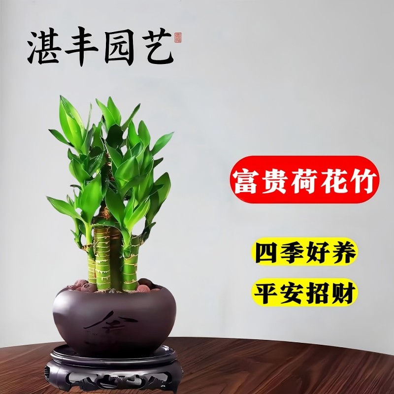 富贵竹室内招财绿植荷花竹土水培办公室盆栽卧室桌面植物四季常青