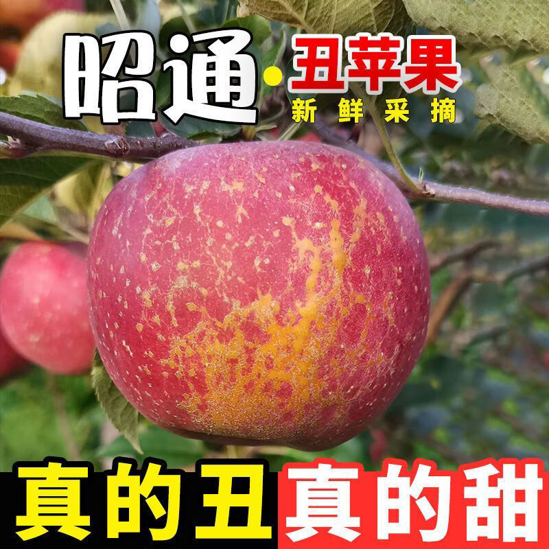 2025年云南昭通丑苹果新鲜冰糖心红露富士苹果水果当季脆甜可口