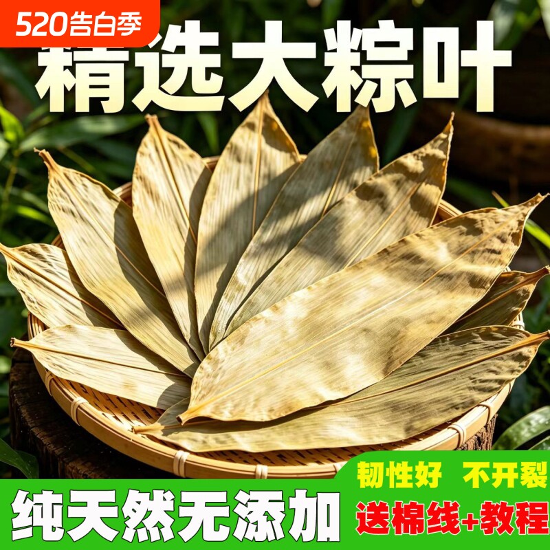 端午粽叶新鲜粽子叶特大号精选包粽子专用的叶子鲜叶干叶棕叶商用