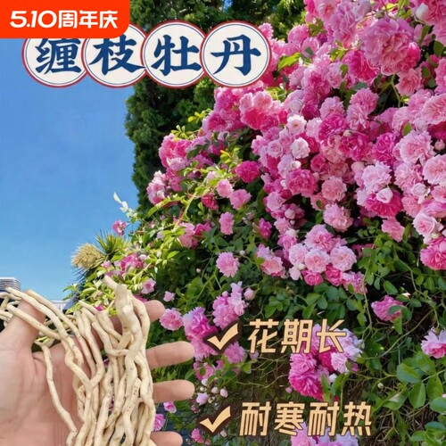 俄罗斯缠枝牡丹花耐寒热宿根粉色重瓣花期长春庭院围墙耐热开花