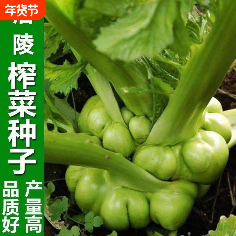 正宗涪陵榨菜种子四川大头菜榨菜头青菜头芥菜夏秋季蔬菜耐高温种