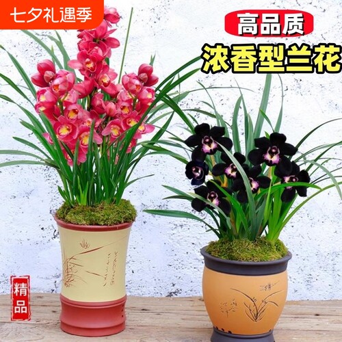 蝴蝶兰精品浓香|超1000次加购