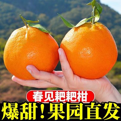 B地标授权正宗四川眉山耙耙柑新鲜水果丑橘粑粑柑现摘发货当丑橘
