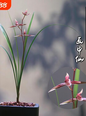 浙江细叶寒兰绿植名贵兰花苗画中仙冬带花苞花卉盆栽客厅开花品种