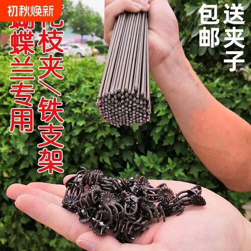 蝴蝶兰专用支架兰花卉固定夹子保护帽植物固定枝器包塑花架支撑杆