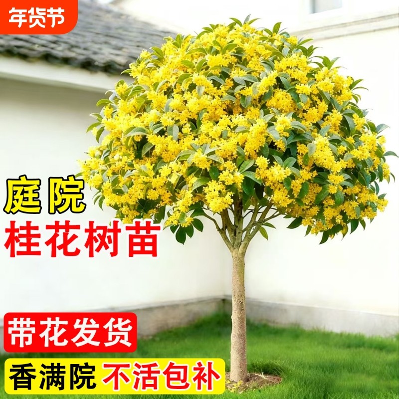 桂花树苗大树四季桂老桩庭院金桂八月桂室外种植别墅地栽花卉绿植