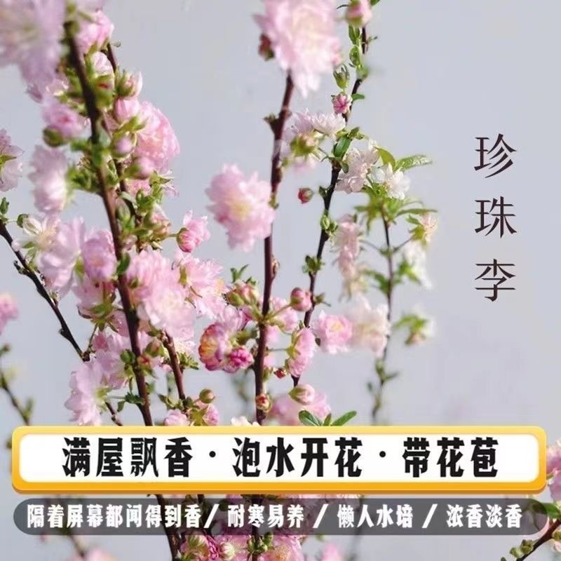 干枝遇水开花鲜枝水培鲜花植物室内好养梅花年宵花卉阳台花期重瓣