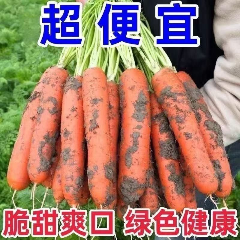 新鲜红胡萝卜沙土地新鲜蔬菜水果红萝卜现挖现发农家自种胡萝卜