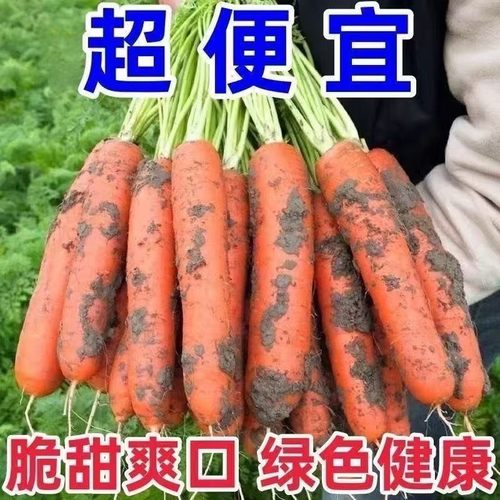 新鲜红胡萝卜沙土地新鲜蔬菜水果红萝卜现挖现发农家自种胡萝卜