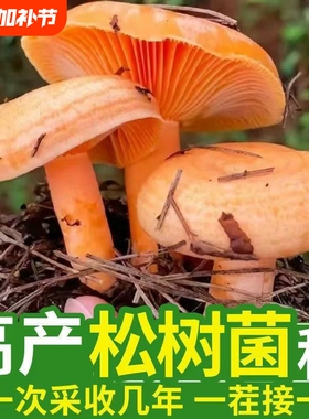 松树菌乌枞黄松菌黄枞菌松针蘑菇四季可种菌包菌种菜园种植花盆
