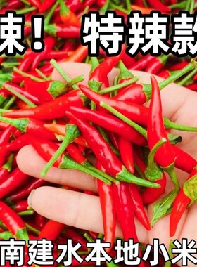 云南新鲜小米椒特辣鲜香当天现摘