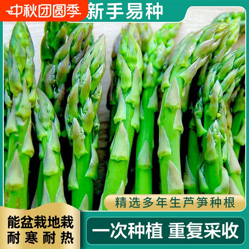 芦笋种根苗阳台庭院花卉绿植盆栽