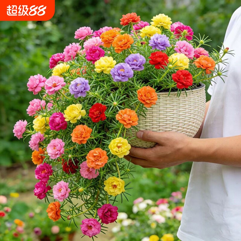 重瓣太阳花苗宿根枝条带花苞混色带根植物盆栽绿植花卉易开花耐晒图片