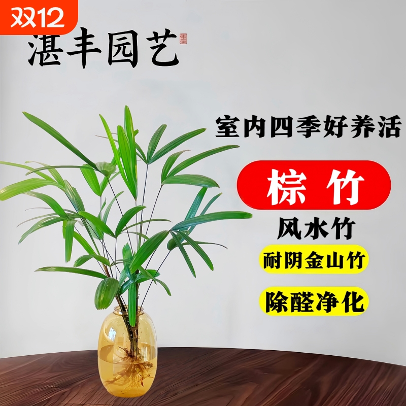 金山棕竹盆栽水培绿植物小叶米竹室内客厅大型招财旺宅富贵竹水竹