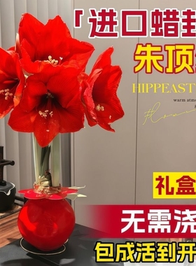 朱顶红蜡封种球阿弗雷特大重瓣进口花卉室内秘鲁球根大球注定开花