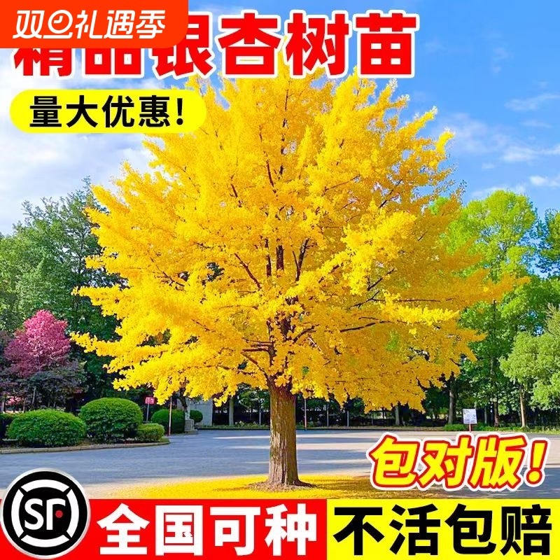 金叶银杏树苗白果活苗庭院别墅绿化苗木行道树银杏大树南北方种植