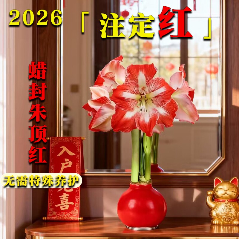 蜡封朱顶红进口花卉重瓣种球礼盒新年宵花盆栽室内绿植物注定开花