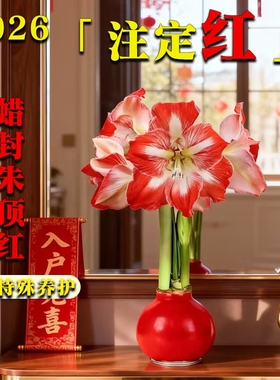 蜡封朱顶红进口花卉重瓣种球礼盒新年宵花盆栽室内绿植物好养注定