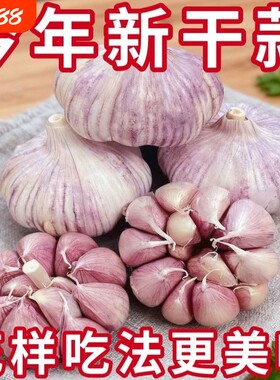【特大干蒜】山东金乡紫白皮大蒜头新鲜干蒜多瓣蒜优质干蒜批发