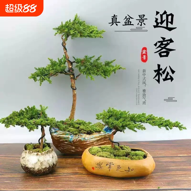 迎客松松柏造型盆景绿植 真树盆景室内外办公桌松柏景观树盆栽