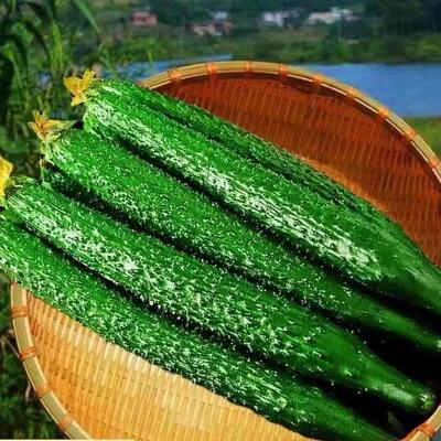 新鲜黄瓜现摘生吃长条带刺黄瓜农家种植当季山东绿心优质新鲜蔬菜