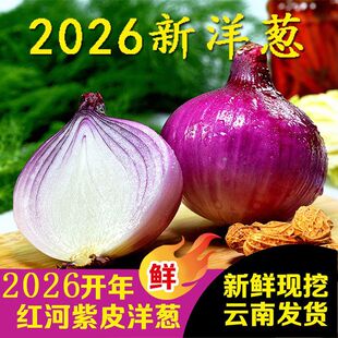 水果洋葱新鲜紫皮圆葱蔬菜农家当季红皮小洋葱头甜味生吃