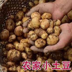 黄心小土豆新鲜2026年迷你马铃薯现挖薄皮土豆洋芋