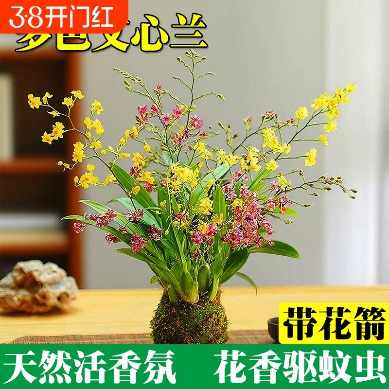 文心兰花苗四季开花带花苞水培苔藓球室内花卉盆栽绿植冬季客厅