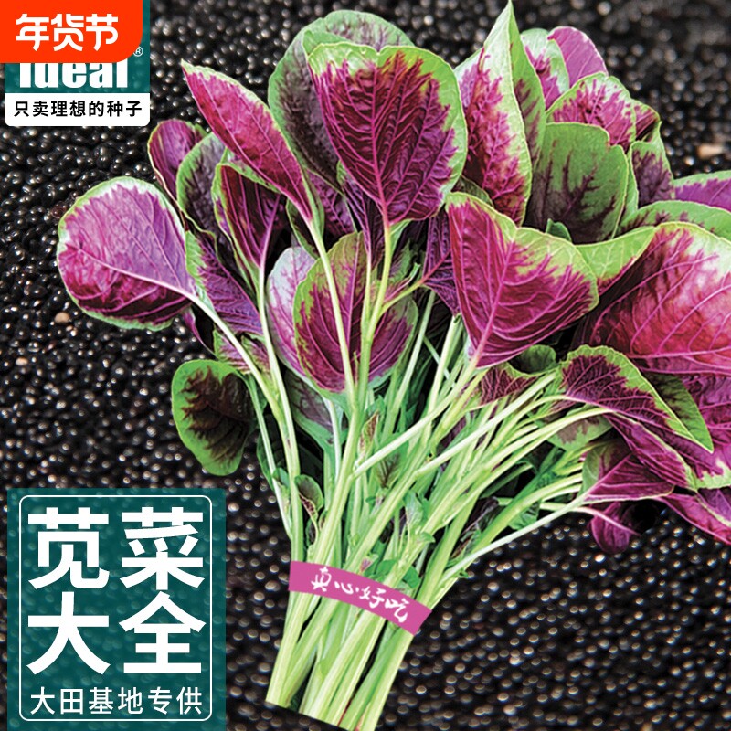 理想农业阳台专用苋菜种籽红苋菜菜子春秋种植农家蔬菜大全开花