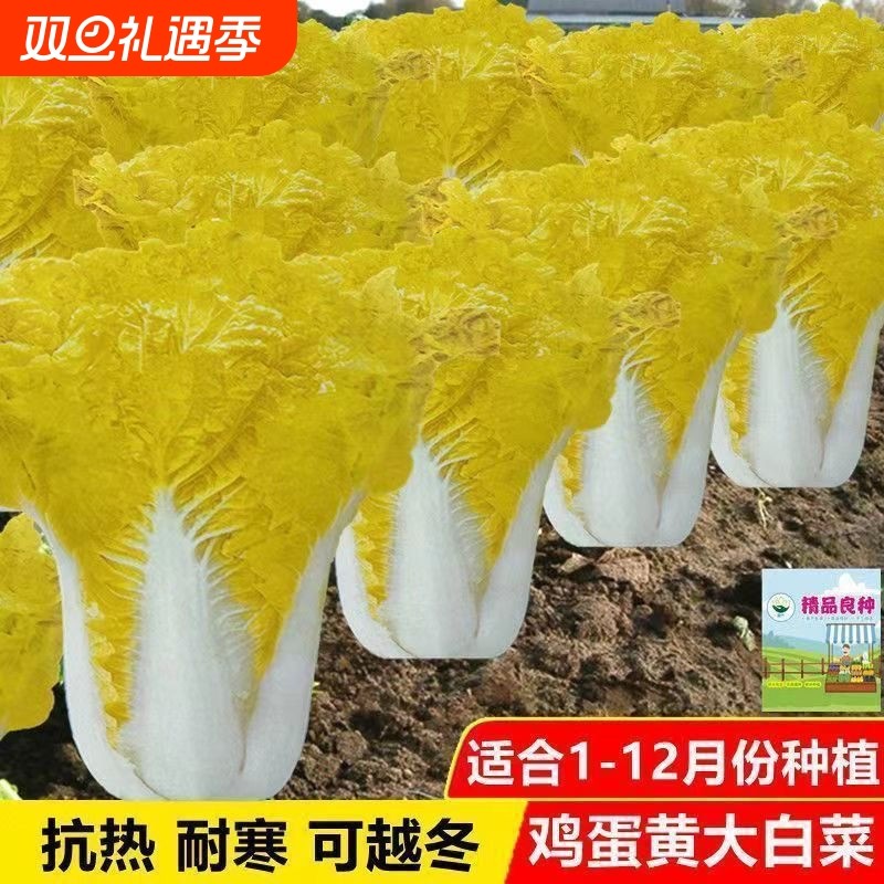 鸡蛋黄奶油大白菜种子真好吃黄心快菜种籽耐热播蔬菜种子大全