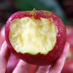 云南昭通丑苹果冰糖心苹果新鲜水果当季 多规格 现摘红苹果