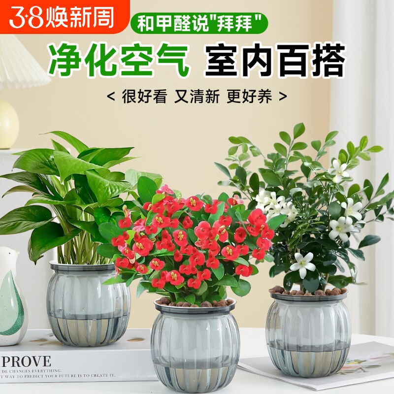 绿萝盆栽室内客厅除甲醛桌面好养活花卉发财树水培植物长寿花摆放