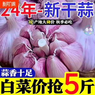 包邮 大蒜头批发干蒜紫皮大蒜头干蒜特大新鲜大蒜批发 首单直降