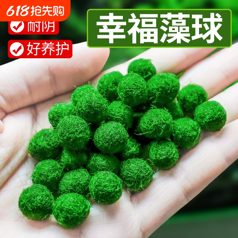 马里莫海藻球微景观生态瓶鱼缸室内桌面水培创意迷你植物水生球藻
