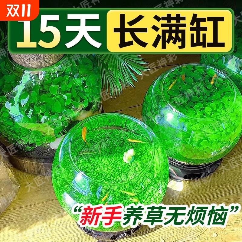 鱼缸水草种子生态种籽水培真草装饰造景养鱼沉木室内水质植物牛毛