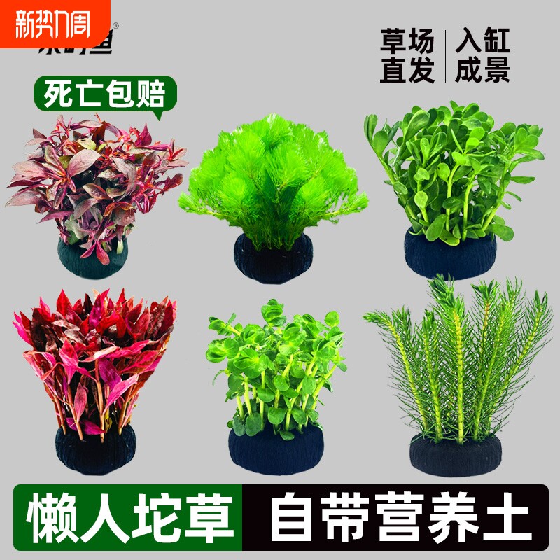 鱼缸水草植物大坨草增氧阴性淡水懒人水榕造景水培坨草水质水罗兰