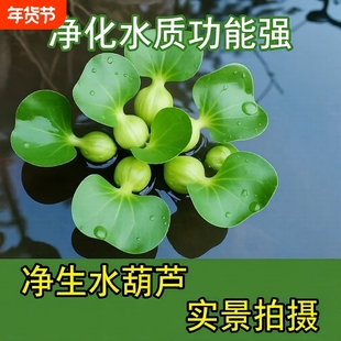 水葫芦水培绿植水生净化水质水草养虾养龟鱼池用品造景缸增氧养鱼