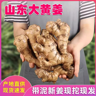 山东大姜优质生姜老姜新鲜大黄姜精品带泥生姜块老生姜老黄姜包邮