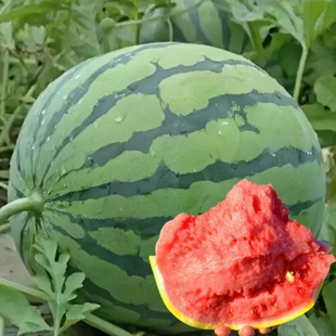 早佳8424西瓜种子种籽苗美都麒麟瓜秧苗盆栽秧孑水果种业黄瓜黄瓤